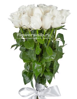 Premium White roses